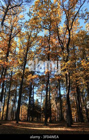 Herbst Stockfoto