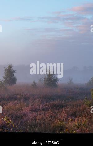 Junge Bäume auf helllila Heide in der Nähe von Ven de Zwatte, Drenthe Stockfoto