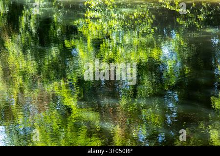 Grüne Bäume und Blätter spiegeln sich in einem Kanal. Stockfoto