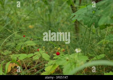 Wilde Erdbeeren, die im Waldboden wachsen, mit wilden Erdbeeren, grünen Blättern Stockfoto