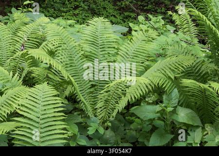 Frischer grüner Farn mit detaillierten Wedeln, die in dichter Waldvegetation wachsen und eine lebendige Waldszene schaffen. Stockfoto