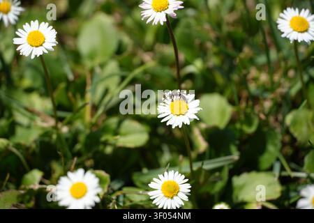 Eine kleine Wildbiene, die an einem gewöhnlichen Gänseblümchen (Bellis perennis) zwischen sonnenbeschienenen Wiesenblumen in einer natürlichen grünen Umgebung forscht Stockfoto