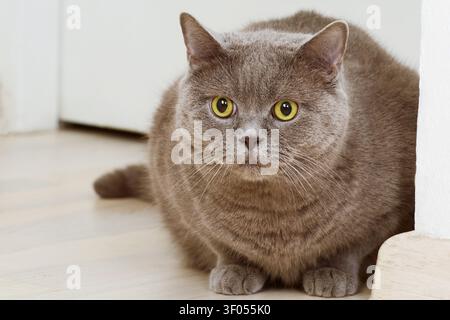 Britisch Kurzhaar-Katze schaut die Kamera auf dem Boden an Stockfoto
