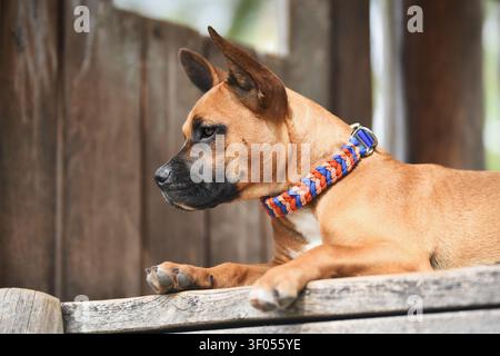 Niedlicher brauner Mischhund mit buntem Paracord-Kragen vor hölzernem Hintergrund Stockfoto