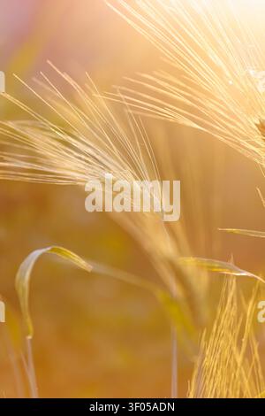 Vertikale Nahaufnahme goldener Gerstenohren, die im warmen Sonnenlicht des Sonnenuntergangs leuchten, schaffen eine traumhafte Sommeratmosphäre mit weichem Bokeh-Hintergrund und reichlich Stockfoto