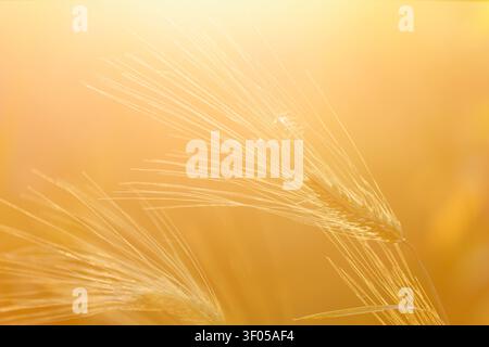 Nahaufnahme goldener Weizenohren, beleuchtet durch warmes Sonnenlicht bei Sonnenuntergang auf einem Sommerfeld, schafft eine sanfte, traumhafte Atmosphäre mit viel Kopierraum. Stockfoto