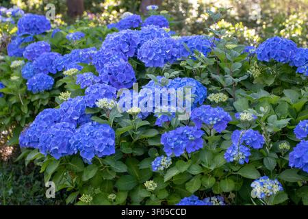 Leuchtend blauer Hydrangea macrophylla-Strauch, der in einem sonnendurchfluteten Garten mit Blüten bedeckt ist. Bunte sommerblühende Pflanze mit üppigem Laub und dekorativem Erscheinungsbild Stockfoto