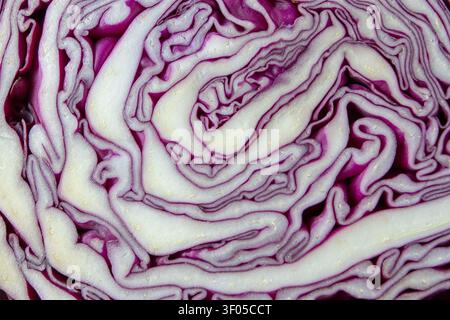 Nahaufnahme der Textur eines Rotkohlquerschnitts, der natürliche geschichtete Blätter und violette Gemüsmuster zeigt. Organischer Lebensmittelhintergrund für gesunde Ernährung Stockfoto