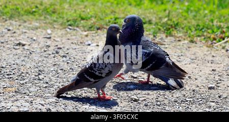 Zwei Tauben (Columba livia) bei der Balz, Cardiff Bay, Süd-Wales, UK Stockfoto