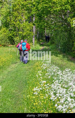 Wanderer auf einem Pfad in einem üppig grünen Wald ein sonniger Sommertag Stockfoto