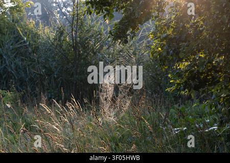 Ein detailliertes Spinnennetz, das zwischen Wildgräsern auf einer Wiese hängt, wunderschön beleuchtet vom sanften, warmen Schein der goldenen Stunde der Sonne. Eine ruhige und ar Stockfoto