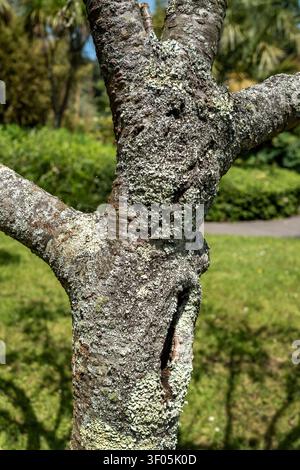 Gemeine Greenshield Flechte Flavoparmelia caperata an der Rinde eines blühenden Kirschbaumes Yoshino Cherry Prunus yedoensis. Stockfoto