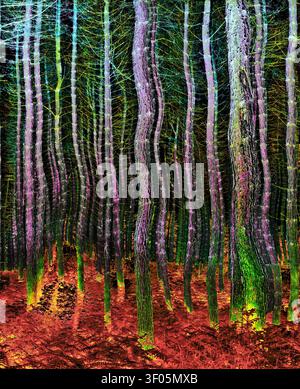 Eine surreale Waldszene mit gebogenen Baumstämmen, die vor einem dunklen, düsteren Hintergrund beleuchtet sind. Stockfoto