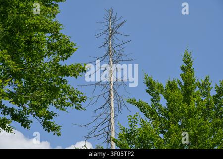 Tote Nadelbäume im Wald, Kontrast, gesunde Laubbäume Stockfoto