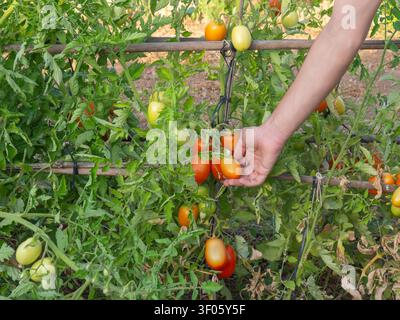 Detaillierte Aufnahme einer Person, die frische Bio-Pflaumentomaten aus der Pflanze in einem sonnigen Garten pflückt. Konzept der nachhaltigen Landwirtschaft. Stockfoto