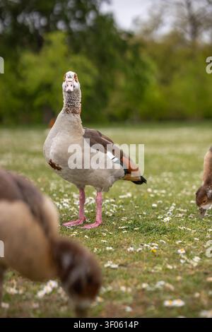 Vertikales Porträt einer Nilgans (Alopochen Aegyptiaca) auf grünem Gras in einem Park. Kurzfokussiertes Bild eines Vogels mit sanft verschwommenem Hintergrund Stockfoto