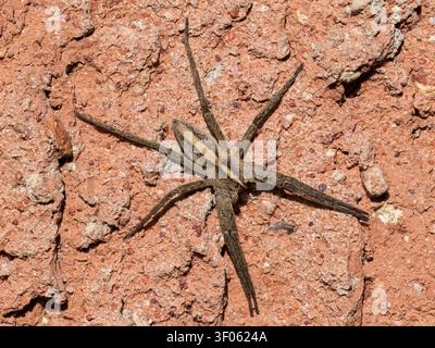 Spinnennetz, Pisaura mirabilis; Erwachsener ruht auf einer Ziegelmauer Stockfoto
