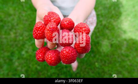 Eine Nahaufnahme aus Vogelperspektive zeigt die Hände einer Person, die großzügig mit frischen Himbeeren gefüllt sind Stockfoto