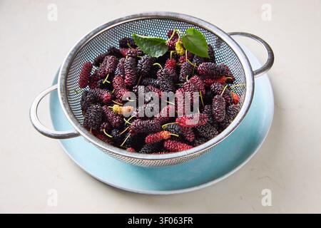 Frische reife Maulbeeren in einem Sieb, gesunde Sommerbeeren Stockfoto