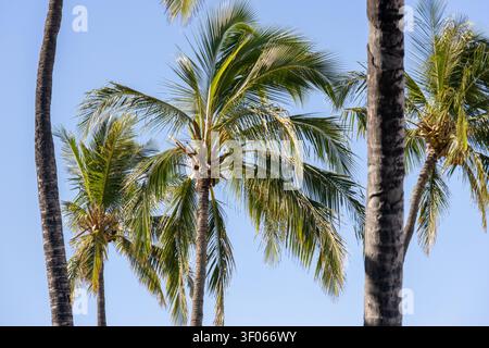 Nahaufnahme von grünen Kokosnüssen und Palmwedeln an einem tropischen Baum in Hawaii Stockfoto