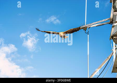 Ein Seeadler schwebt an einem sonnigen Tag am Himmel um ein Boot. Er hat die Flügel weit ausgebreitet und gleitet über einer Struktur, auf der Suche nach Nahrung. Der bac Stockfoto