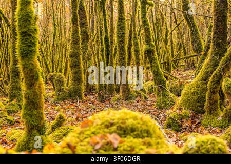 Sonnendurchflutete Wälder mit schlanken Bäumen, die mit lebhaftem grünem Moos bedeckt sind, stehen über einem Teppich aus herabfallenden Herbstblättern und schaffen eine ruhige, verzauberte Atmosphäre Stockfoto