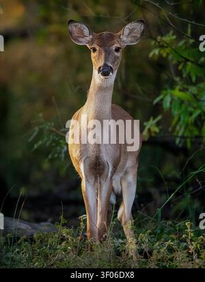 Weißwedel-Hirschkuh steht im Sommermorgenlicht Stockfoto