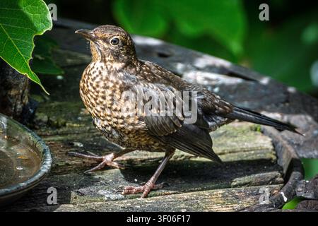 Ein Jugendlicher Songthrush, der in der Sonne auf einem Garten-Vogeltisch ruht. Stockfoto