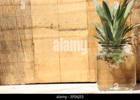 Ananas-Krone oder das blättrige Oberteil wird zur Wurzelkeimung in einem Glas mit Wasser aufbewahrt, isoliert auf Holzuntergrund, beleuchtet von natürlichem Licht Stockfoto