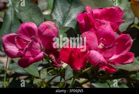 Eine Sammlung von Knock Out Roses im Garten Stockfoto