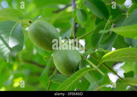 Zwei unreife grüne Äpfel wachsen auf einem Blattzweig in einem Obstgarten. Stockfoto