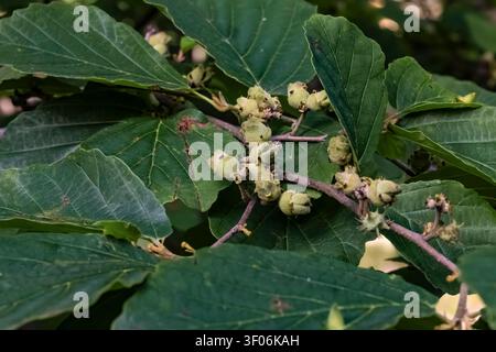 Hamamelis virginiana, Blätter und Früchte im Mecosta County, Michigan, USA Stockfoto