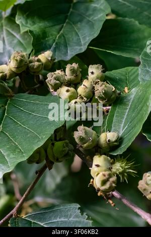 Hamamelis virginiana, Blätter und Früchte im Mecosta County, Michigan, USA Stockfoto
