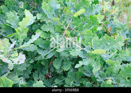 Frische grüne Eichenblätter an einem jungen Baum. Lebendiger Eichenlaub-Hintergrund mit detaillierter Blatttextur, organischer Waldflora und einer wilden Waldumgebung Stockfoto