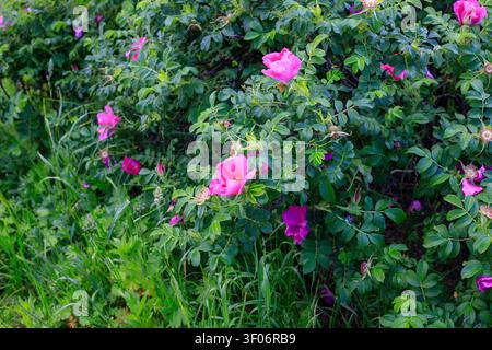 Roter Hagebuttenstrauch, ein blühender Strauch im Garten. Wilde Rose blüht im sanften Abendsonnenlicht. Üppiges grünes Laub bietet eine lebendige Kulisse für die Stockfoto