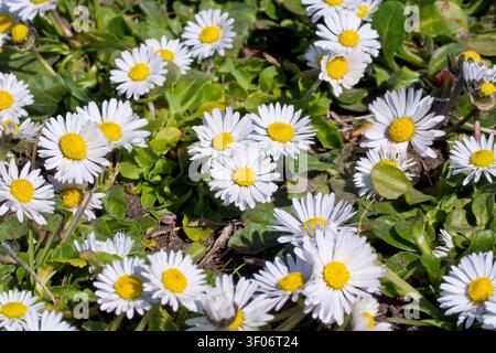 Gänseblümchen oder Gänseblümchen (Bellis perennis), Nahaufnahme von mehreren der gewöhnlichen, kleinen weißen Blüten, die auf einem Stück rauem Boden wachsen. Stockfoto