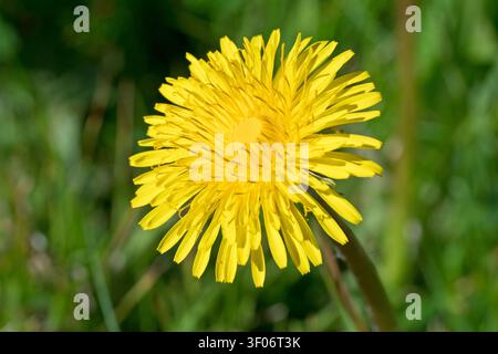Löwenzahn oder Löwenzähne (taraxacum officinale), Nahaufnahme einer einzelnen gelben Blume der gewöhnlichen Pflanze oder des Unkrauts. Stockfoto