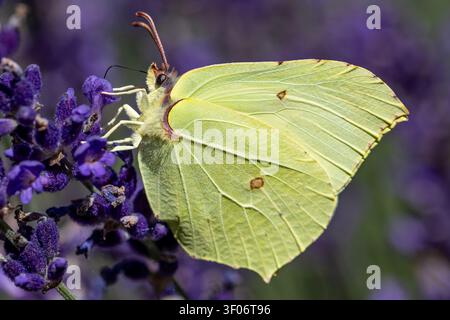 Makroaufnahme eines Zitronenfalters (Gonepteryx rhamni), der an einer violetten Lavendelblüte saugt und seine blattähnlichen gelbgrünen Unterflügel zeigt. Stockfoto