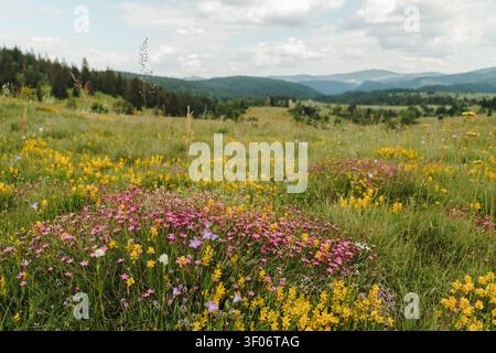 Bunte alpine Wildblumenwiese mit Bergketten unter dramatischen Sommerwolken in Montenegro. Friedliche Naturlandschaft. Stockfoto