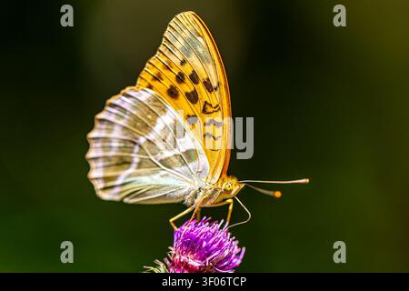 Ein silbergesprenkelter Perlmuttfalter Argynnis paphia ruht mit geschlossenen Flügeln auf einer violetten Distelblüte. Makro-Nahaufnahme im Seitenprofil. Stockfoto