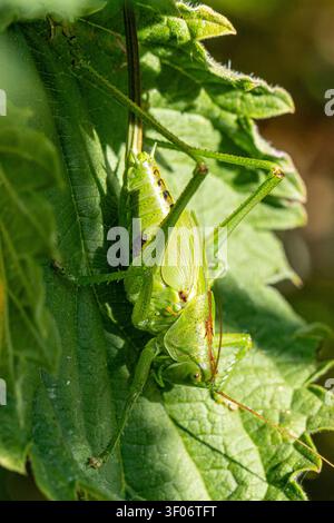 Makroaufnahme einer weiblichen Tettigonia cantans-Heuschrecke, die auf einem grünen Blatt ruht und ihre kurzen Flügel, den langen Legestachel und die lebhafte Färbung zeigt. Stockfoto