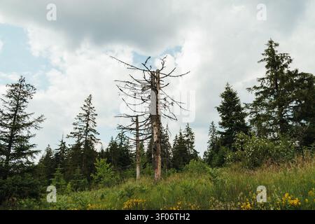 Tote Fichten stehen zwischen gesunder Waldvegetation in Montenegro. Natürliche Berglandschaft, die den Kontrast zwischen Lebendem und Sterbendem zeigt Stockfoto