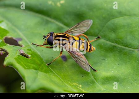 Makroaufnahme einer Helophilus pendulus-Scheinfliege, die auf einem lebendigen grünen Blatt ruht und ihr deutlich gestreiftes schwarz-gelbes Thorax-Muster zur Schau stellt. Stockfoto