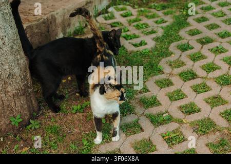 Zwei Hauskatzen erkunden einen gepflasterten Gartenweg in einer friedlichen Außenumgebung. Neugierige Haustiere genießen einen warmen Tag umgeben von Grün. Stockfoto