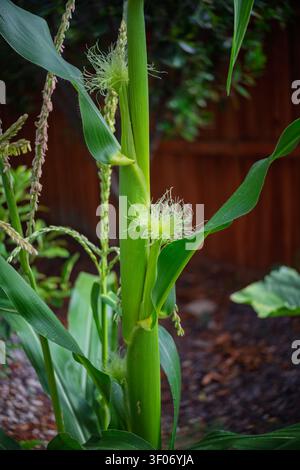 Eine lebhafte Maispflanze entwickelt sich in einem Garten Stockfoto