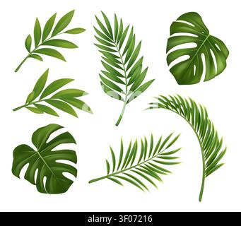 Realistische Tropenpalme und Monstera Blätter Set Stock Vektor