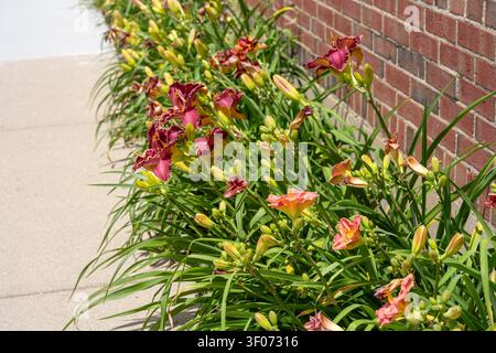 Eine lebendige Nahaufnahme von farbenfrohen Taglilien, die in einem Gartenbeet neben einer klassischen roten Backsteinmauer und einem Betonweg blühen. Die Szene fängt einen Stockfoto