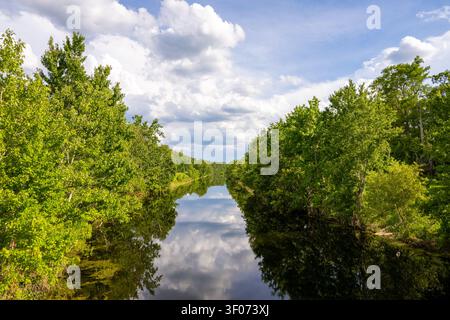 Ein wunderschöner erhöhter Blick auf einen ruhigen Fluss in Florida, der sich durch ein üppiges, dichtes grünes Waldkronendach windet, unter einem hellblauen Himmel mit sanften Wolken Stockfoto