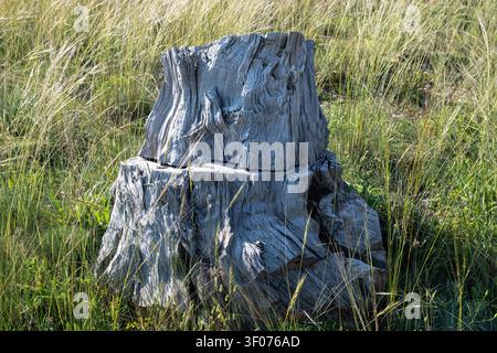 Ein alter Baumstumpf, der allein inmitten von hohem gelbem Gras und einer grünen Wiese steht, abgeholzt und ausgetrocknet, grau gefärbt, mit tiefen Rissen. Stockfoto