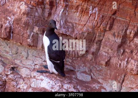 Tordalk (Uria aalge) auf den roten Sandsteinklippen der Insel Heligoland, Deutschland. Stockfoto